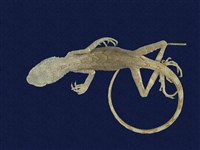 藏品(黃口攀蜥)的圖片